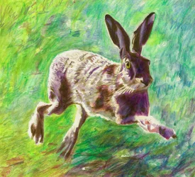 Fröhlicher Hase, 2011